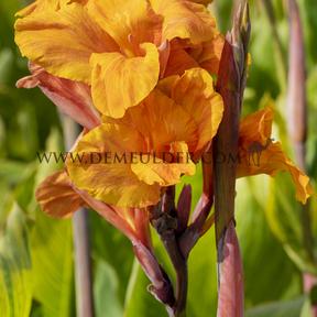 Canna Pretoria, green leaves (x 10)