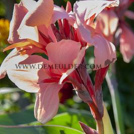 Canna Salmon Beauty, green leaves (x 10)