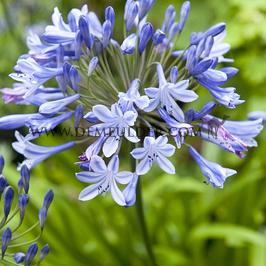 Agapanthus Blue Triumphator (x 50)