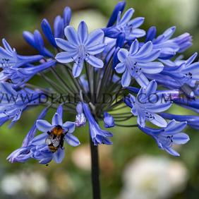 Agapanthus Intermedius (x 50)