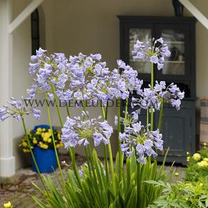 Agapanthus Peter Pan (x 50)