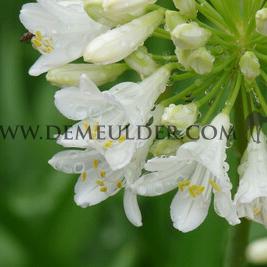 Agapanthus Polar Ice (x 50)