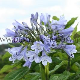 Agapanthus Silberpfeil (x 50)