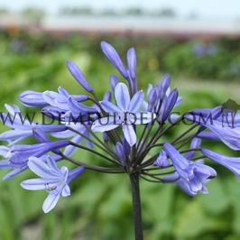 Agapanthus Sunfield (x 50)
