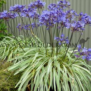 Agapanthus Tinkerbell (x 50)