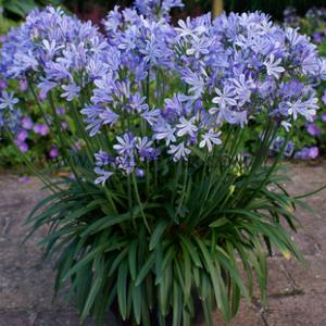 Agapanthus Wolga (x 50)