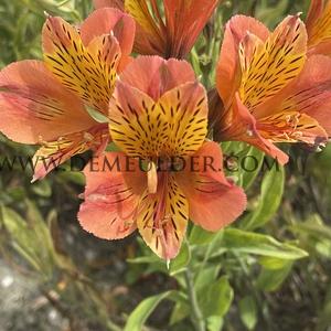 Alstroemeria Callisto ( x100)