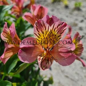 Alstroemeria Flirt ( x100)
