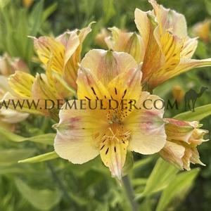 Alstroemeria Jupiter ( x100)