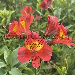 Alstroemeria Mars ( x100)