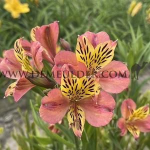 Alstroemeria Cahors ( x100)