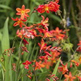Crocosmia Carmin Brilliant 7/+ (x 250)