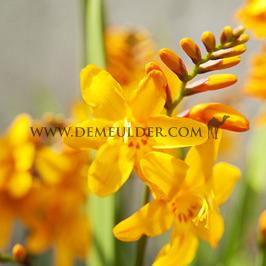 Crocosmia Columbus 7/+ (x 250)