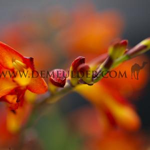 Crocosmia Amber Glow 8/+ (x 250)