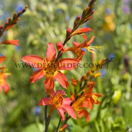 Crocosmia Masoniorum 10/+ (x 250)