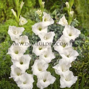 Gladiolus Alexander The Great 14/+ (x 250)