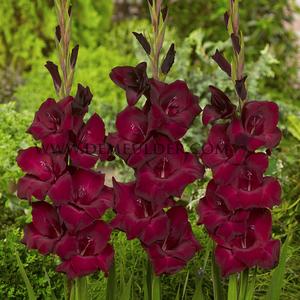 Gladiolus Arabian Night 14/+ (x 250)