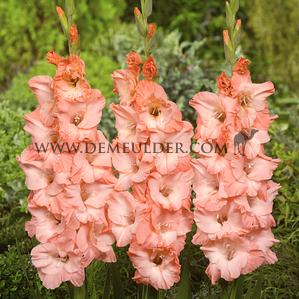 Gladiolus Ben Venuto 14/+ (x 250)