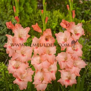 Gladiolus Chanson 14/+ (x 250)