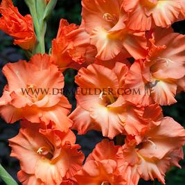 Gladiolus Frizzle 14/+ (x 250)