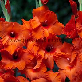 Gladiolus Peter Pears 14/+ (x 250)