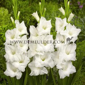 Gladiolus White Prosperity 14/+ (x 250)