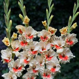 Gladiolus Candy Bar 12/14 (x 250)