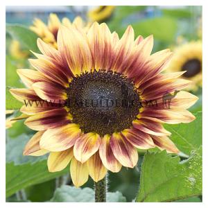 Helianthus Marley F1 I (x 10000)