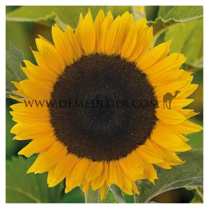 Helianthus Premier Orange I (x 10000)