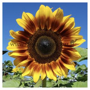 Helianthus Procut Bicolor I (x 10000)