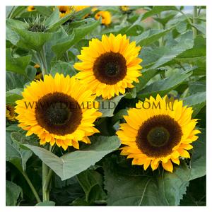 Helianthus Sunrich Orange Summer I (x 10000)