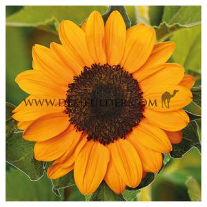 Helianthus Tanja I (x 10000)