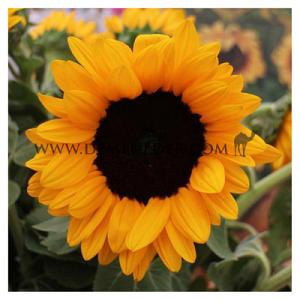 Helianthus Vincent's Choice Deep Orange I (x 10000)