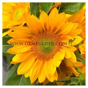 Helianthus Vincent's Fresh I (x 10000)