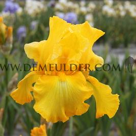 Iris Acapulco Gold I (x 100)
