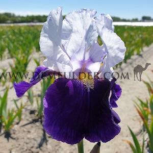 Iris Arctic Fancy I (x 100)