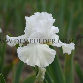 Iris Big Victory I (x 100)