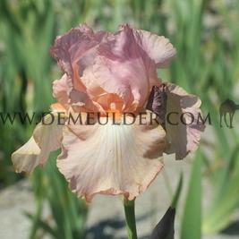 Iris Hidden World I (x 100)