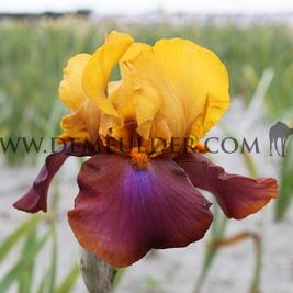 Iris Louder Still I (x 100)