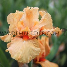 Iris Maid of Orange I (x 100)