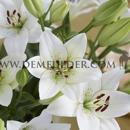 Lilium Eyeliner 18/20 (x 150)