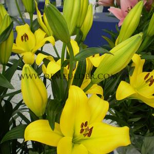 Lilium Lentella 18/20 (x 150)