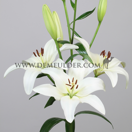 Lilium Obvio 18/20 (x 150)