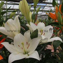 Lilium Osorno 18/20 (x 150)