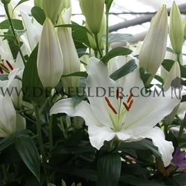 Lilium Premium Blond 16/18 (x 200)