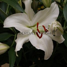 Lilium Santander 16/18 (x 200)