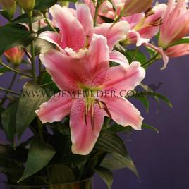 Lilium Sorbonne 16/18 (x 200)