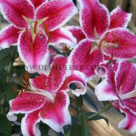 Lilium Starfighter 16/18 (x 200)