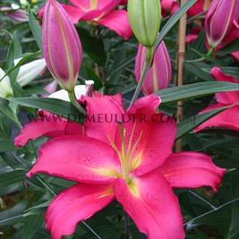 Lilium Tarrango 16/18 (x 200)