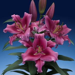 Lilium Dalian 18/20 (x 150)